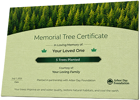 Plant Trees in Memory of Braelyn Anderson