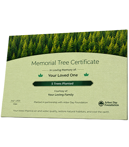 Plant Trees in Memory of Thelma Patin